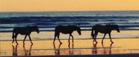 Horses during Pura Vida Costa Rica Surf Vacation