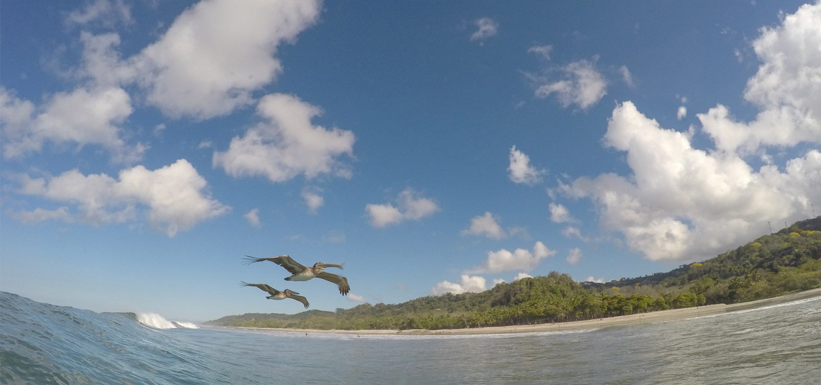 Birds flying over Pura Vida Costa Rica Surf Camp