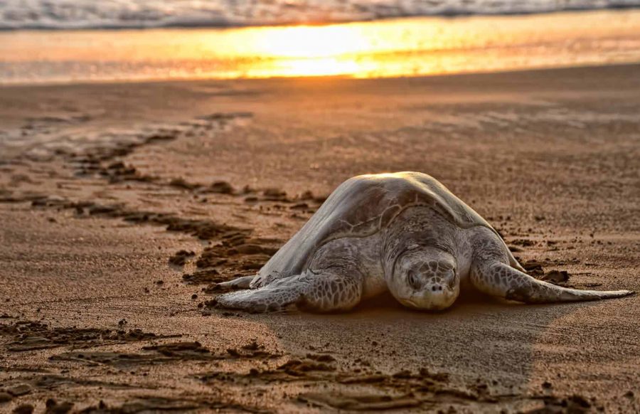 sea turtle nesting on beach at sunset