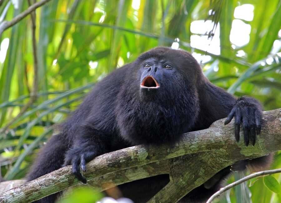 A howler monkey in the trees in Costa Rica. 